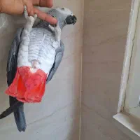 کاسکو گمشده