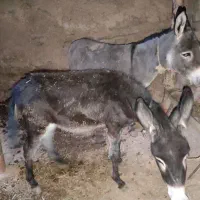 خر خانگی|حیوانات مزرعه|تخت سلیمان, |دیوار