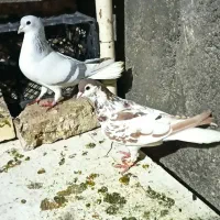 کفتر جفتگاه رنگه و المانی و هفترنگ|پرنده|مشهد, سرافرازان|دیوار