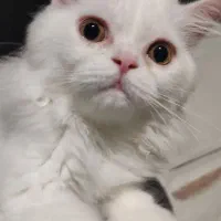 گربه نر پرشین هفت ماهه|گربه|تبریز, |دیوار