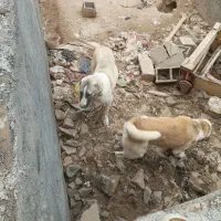 سگ نر