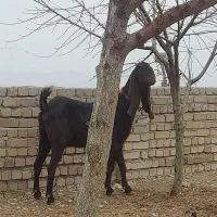 بز غاله نجدی