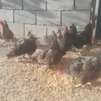 مرغ محلی،الاتی تخم گذار چهار تا کاکلی سه تا معمولی