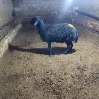 قوچ غزل افشار