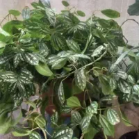 گل و گیاه گلدونی|گل و گیاه طبیعی|رشت, یخسازی|دیوار