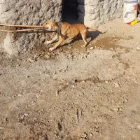 واگذاری سگ خراسانی پژدر سرابی آلابای ژرمن پیتبول|سگ|نوده خاندوز, |دیوار