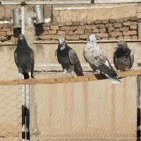 کفترزیبا تماشای|پرنده|اسلام‌شهر, باغ فیض|دیوار
