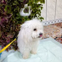 شیتزو ۹ ماهه|سگ|شیراز, کوشک میدان|دیوار