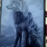 گوشی شیائومی پوکوm3|موبایل|میان ولایت, |دیوار