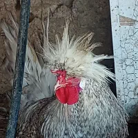 خروس لهستانی|حیوانات مزرعه|فاضل آباد, |دیوار