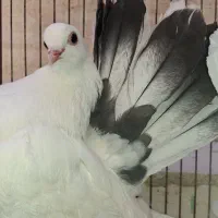 کبوتر دم چتری
