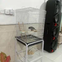 مینا سخنگو با لوازم|پرنده|نیشابور, ده حلاج|دیوار