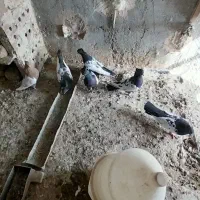 ۶ عدد کبوتر سینه نر|پرنده|رشتخوار, |دیوار