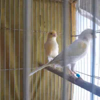 قناری|پرنده|مشهد, فرهنگیان (شهرک غرب)|دیوار