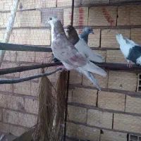 لایه سیندق ماده|پرنده|رفسنجان, |دیوار