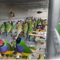 فنچ گلدین|پرنده|کرمان, |دیوار