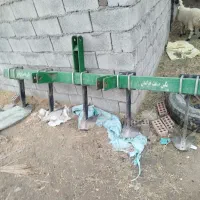 پارو گندمی
