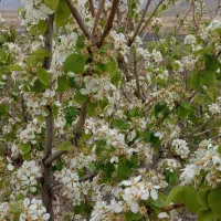 باغ۳۰۰متری با درختان پر بار