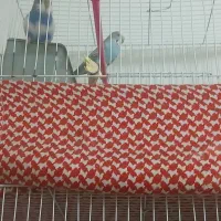 پرنده|پرنده|خواف, |دیوار