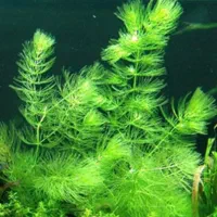 گیاه شیویدی آکواریوم
