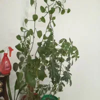 تعدادی گل و گلدان|گل و گیاه طبیعی|شاهین‌شهر, شهرک گلدیس|دیوار