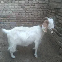 بز ماده