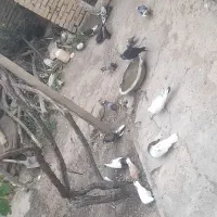 کبوتر
