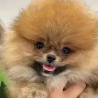 سگ پامرین خرسی عروسکی آموزش دیده