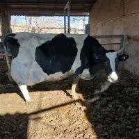 خرید و فروش گوساله نر کشتاری ماده گاو و تلیسه حذفی