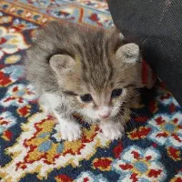 گربه واگذاری