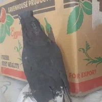 کفتر|پرنده|شیراز, شهرک مهدی‌آباد|دیوار