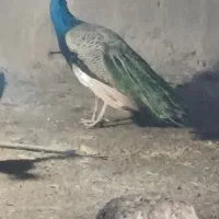 طاووس