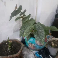 گل طبیعی|گل و گیاه طبیعی|ملایر, |دیوار