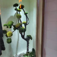 درخت خزه جاودان