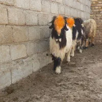 الیگودرز روستای سور