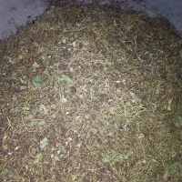 پوست پسته خراک دام|حیوانات مزرعه|بردسکن, |دیوار