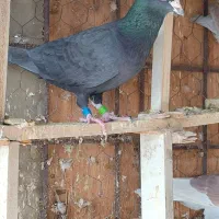 کبوتر|پرنده|شوشتر, |دیوار