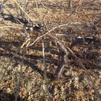 نهال های شش ساله انواع انگور های ایستاده داربستی|خدمات باغبانی و درختکاری|اصفهان, باغ نگاره|دیوار