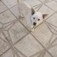 سگ نژادکورگی