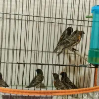 گلبسر زیر قیمت|پرنده|الیگودرز, |دیوار