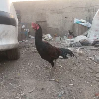 لاری