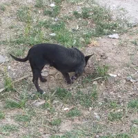 شیواوا ماده|سگ|بم, |دیوار