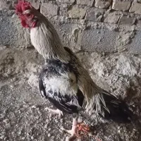 خروس،س،ن،د،ی|کلکسیون اشیاء عتیقه|سراوان, |دیوار