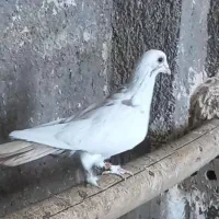 پرنده|پرنده|حاجیلار, |دیوار