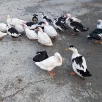 فروش اردک رشت|حیوانات مزرعه|نقده, |دیوار