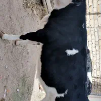 گوساله ماده سیمنتال