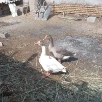 غاز و مرغ