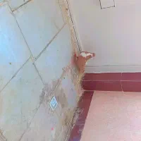 کبوتر ریش زرد کاکلی طوق هفترنگ|پرنده|بیرجند, |دیوار