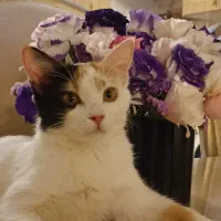 واگذاری رایگان