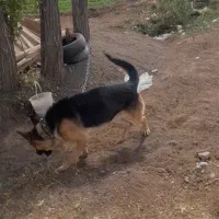 سگ پلیس نژاد آلمانی ژرمن|سگ|امام, |دیوار